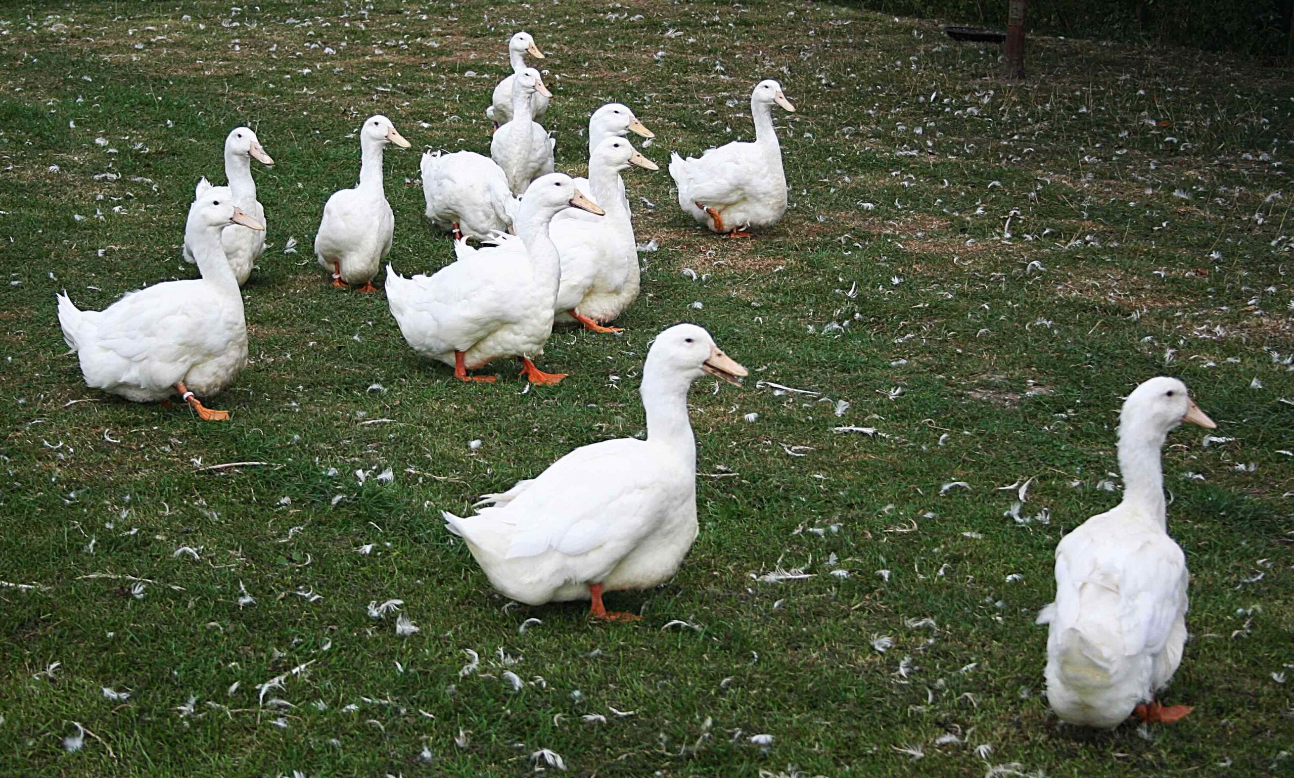 Aylesbury ducks