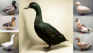 prijswinnaars clubshow gedomesticeerde watervogels 2024