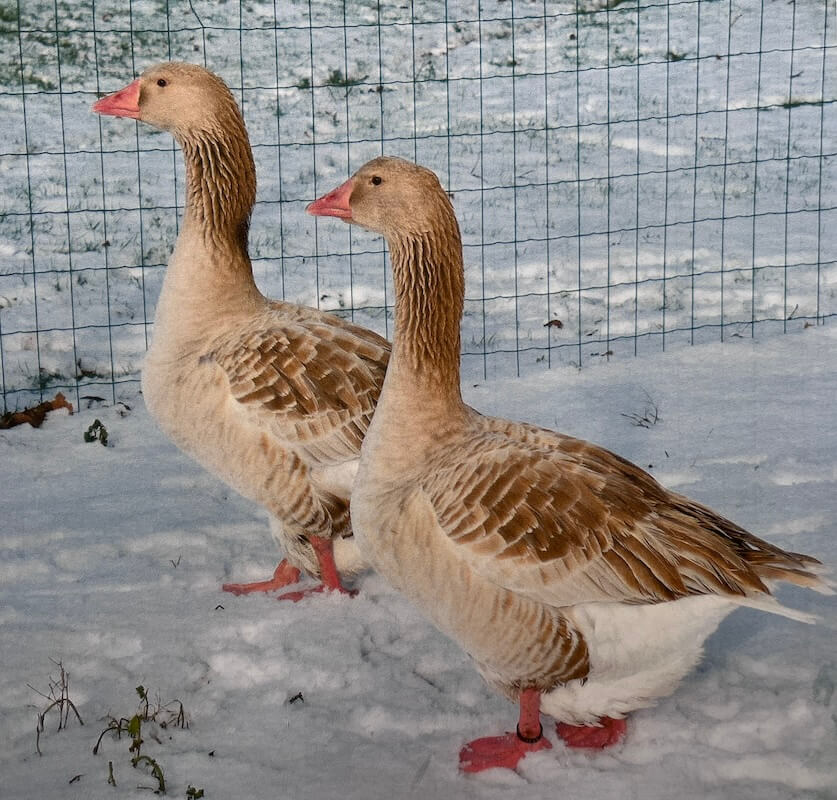 Amerikaanse Buff gans