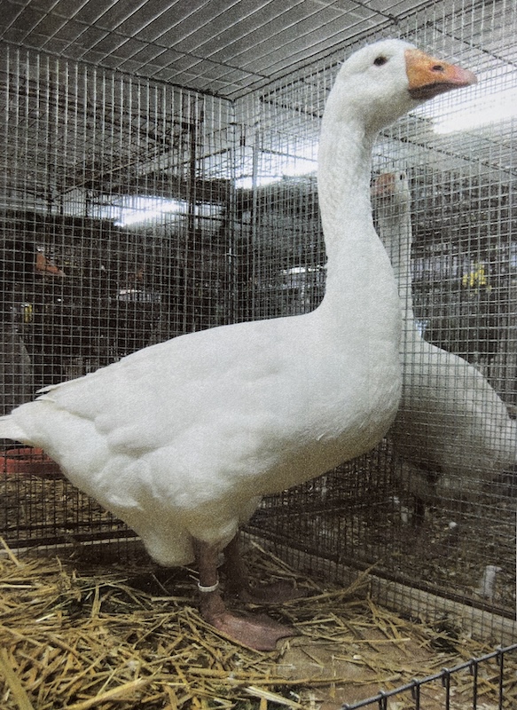 Embdener gans