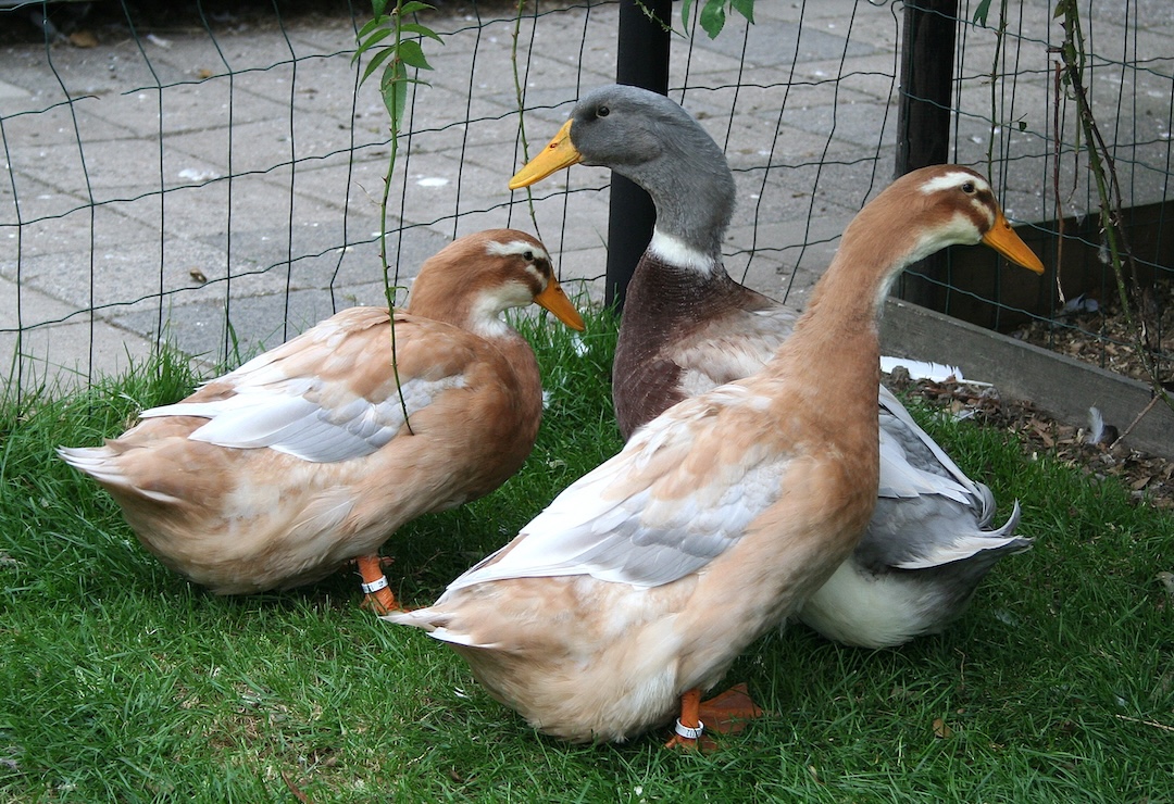 saksen eend